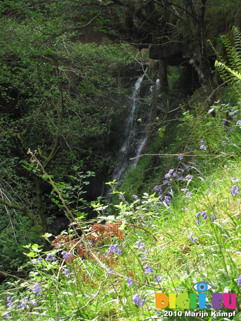 SX14469 Bluebells (Scilla non-scripta) with Nant Bwrefwr river waterfall in background